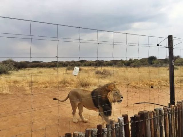 短跑开局超越博尔特